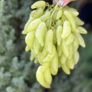 Саджанець Виноград Азія в контейнері